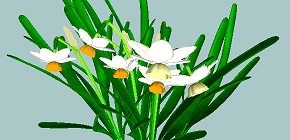 narcissus