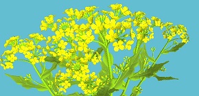 narcissus