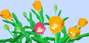 narcissus
