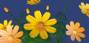 narcissus